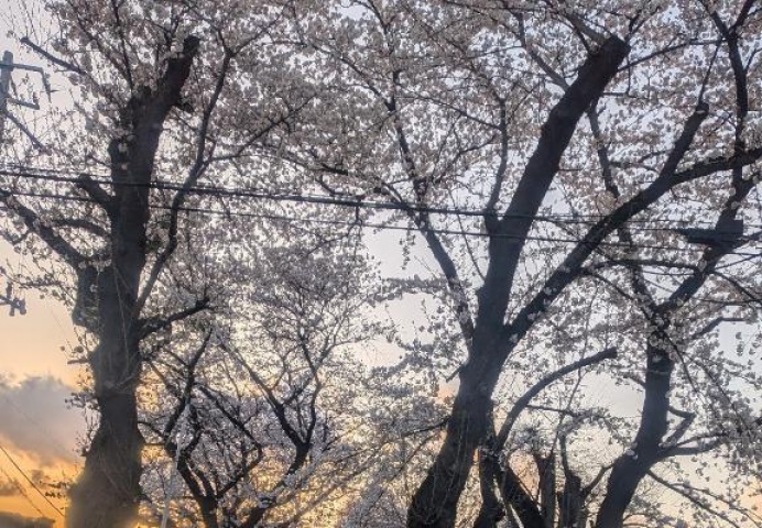 (盛)天蔵けいのブログ写真