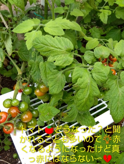 きょうこ【妖艶妻】のブログ写真