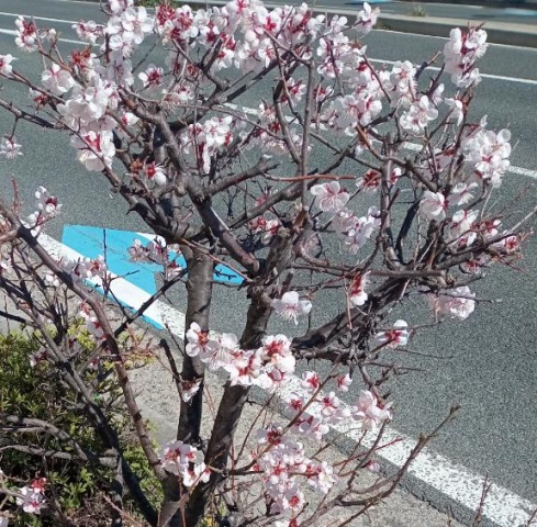 ホノカ(盛岡)のブログ写真