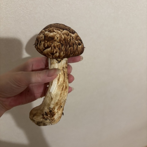 トモカ(盛岡)のブログ写真