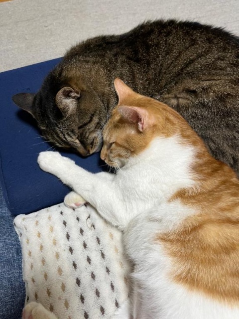 (北)村木かえでのブログ写真