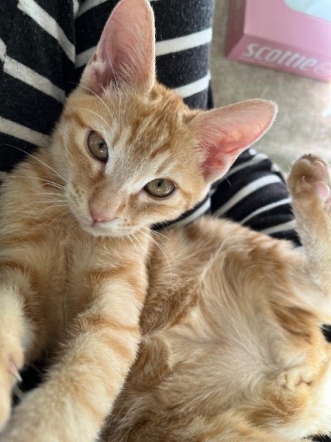 (北)村木かえでのブログ写真