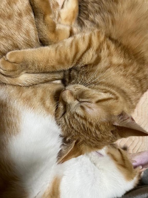 (北)村木かえでのブログ写真