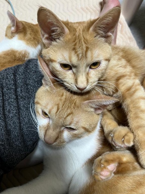 (北)村木かえでのブログ写真