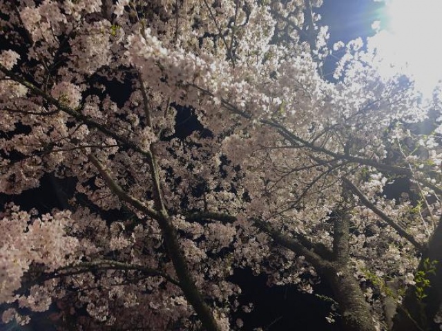 (北)橘こまちのブログ写真