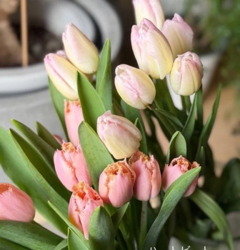 夏川あこのブログ写真