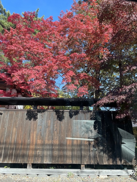 業界初リサ【HAREMのブログ写真