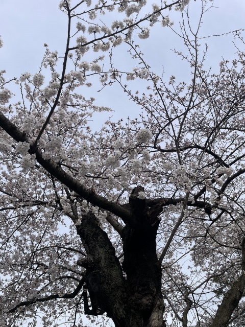 業界初リサ【HAREMのブログ写真