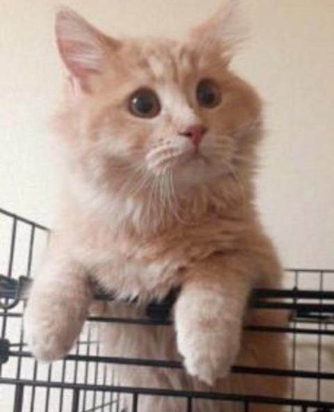 (北)菅谷ちひろのブログ写真