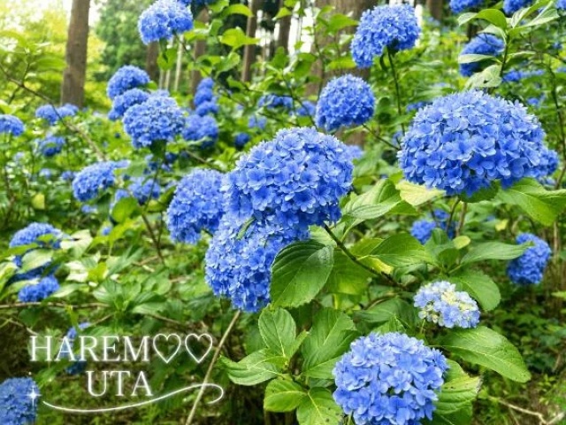 業界初ウタ【HAREMのブログ写真