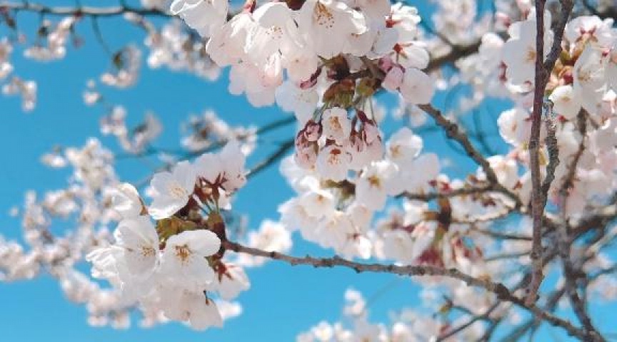 ユキ(盛岡)のブログ写真
