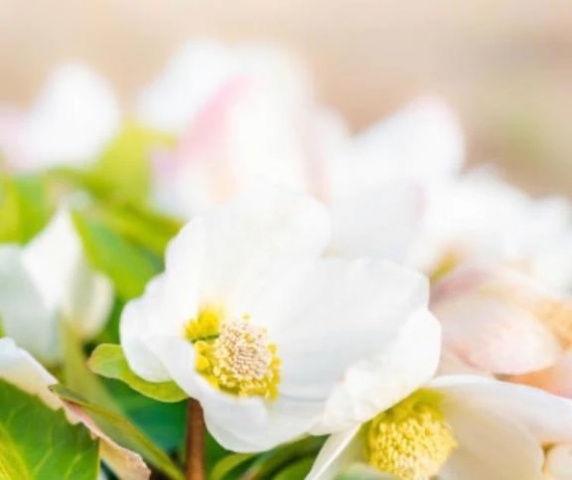 りおのブログ写真