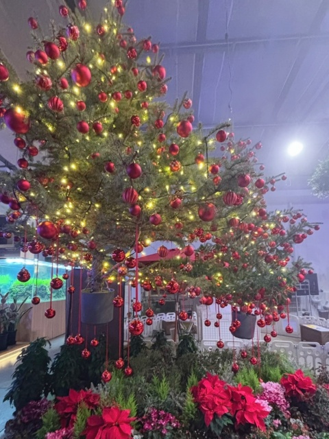 いちご　【盛岡のブログ写真