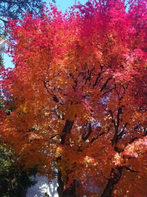 ちさのブログ写真