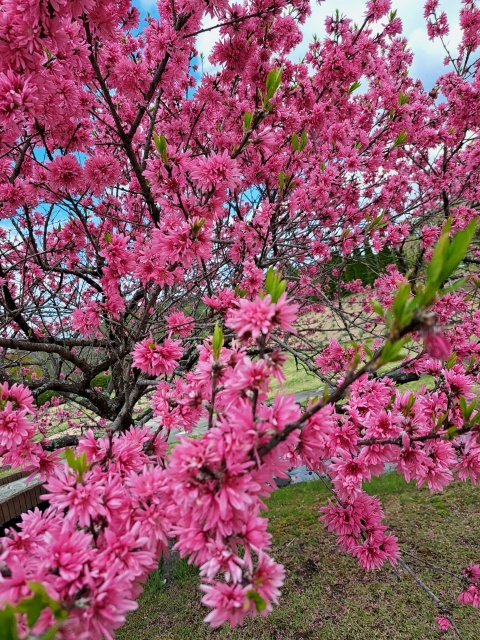 ちひろ（沿岸）のブログ写真