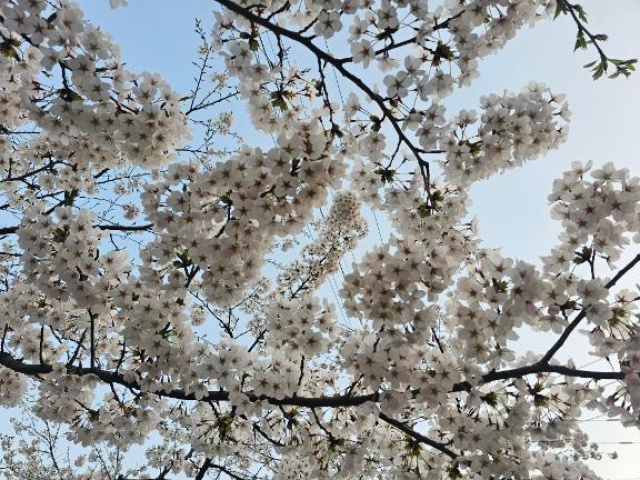 ヒロカ(盛岡)のブログ写真