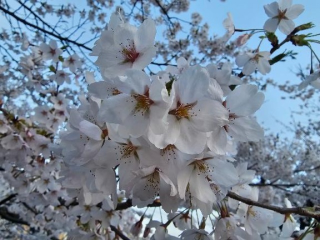 ヒロカ(盛岡)のブログ写真
