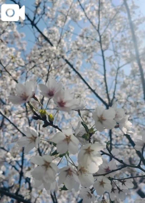 (盛)高橋ゆみのブログ写真