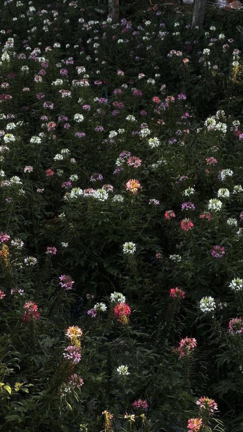 体験メイ(盛岡)のブログ写真