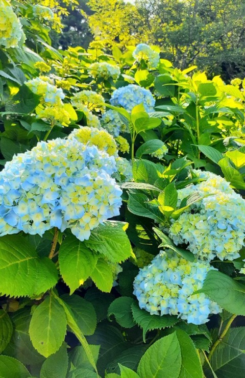 朱珠-すず（北）のブログ写真