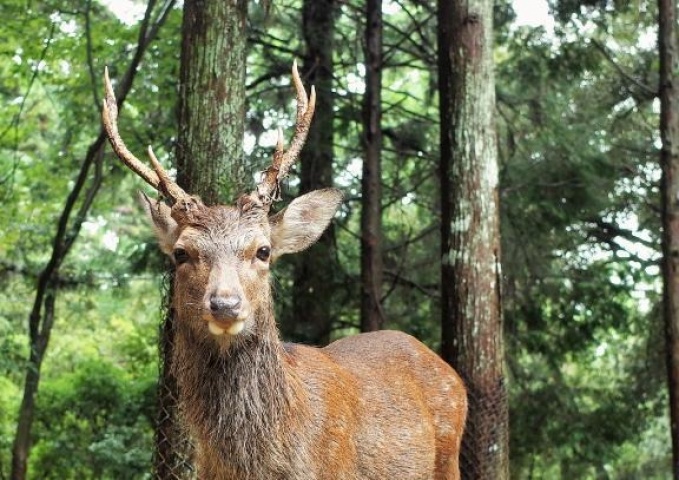 紅愛-くれあ（一）のブログ写真