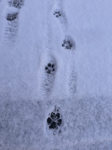 新入生　ゆい　【盛岡校】のブログ写真