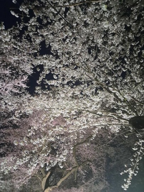 春🌸🌸🌸