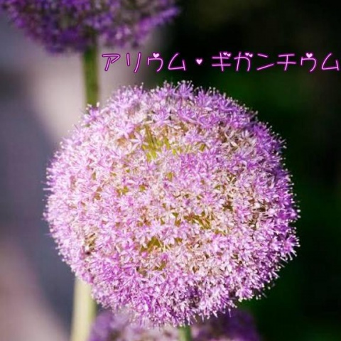 (盛)石井奈緒実のブログ写真