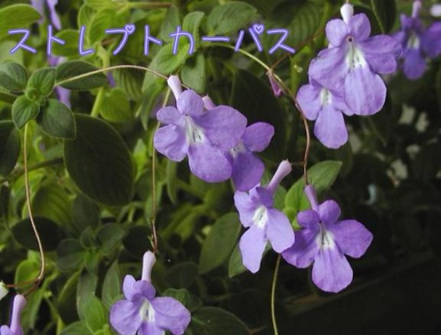 (盛)石井奈緒実のブログ写真