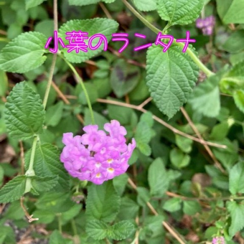(盛)石井奈緒実のブログ写真