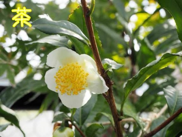 (盛)石井奈緒実のブログ写真