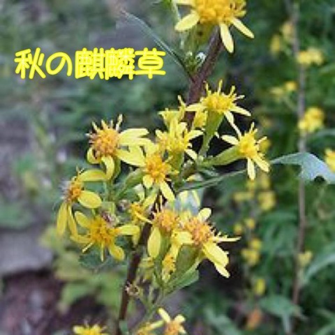 (盛)石井奈緒実のブログ写真