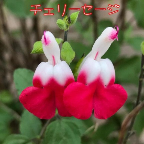 (盛)石井奈緒実のブログ写真