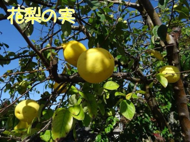 (盛)石井奈緒実のブログ写真