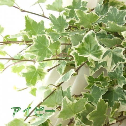 (盛)石井奈緒実のブログ写真