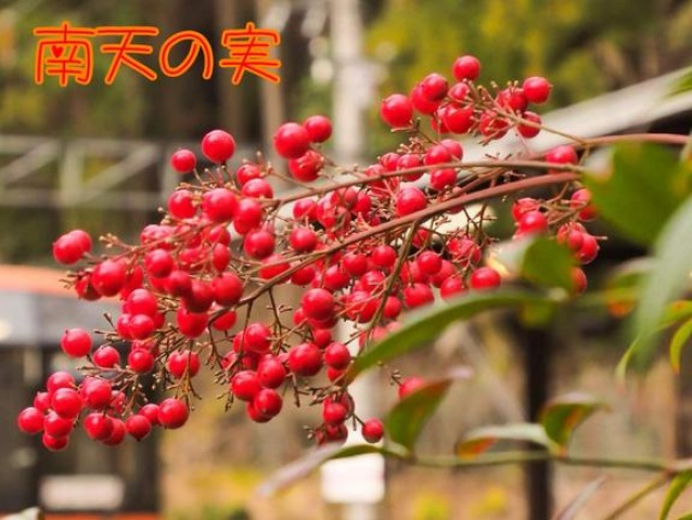 (盛)石井奈緒実のブログ写真