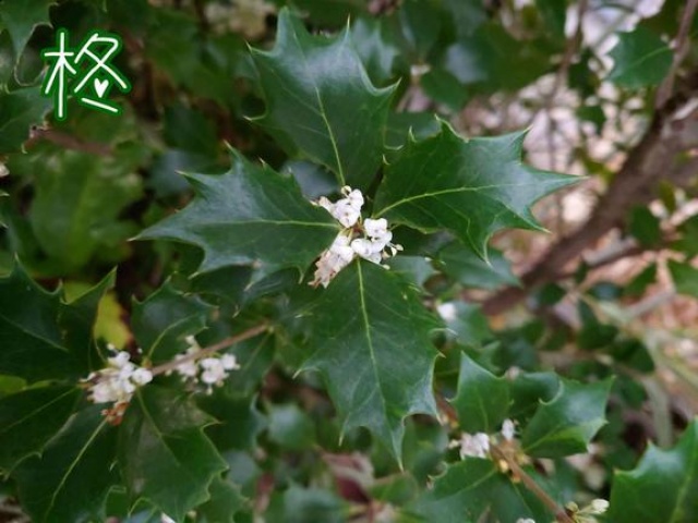 (盛)石井奈緒実のブログ写真